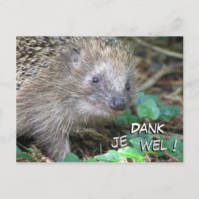 Postal Cute Hedgehog Dank Je Wel Postcard (Anverso)