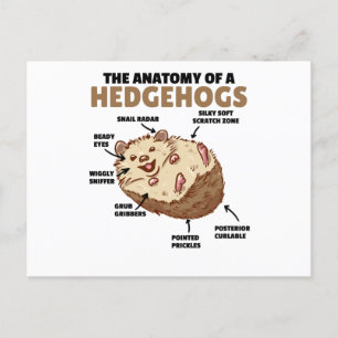 Postal Cute Hedgehog Explicación Anatomía De Un Hedgeogs