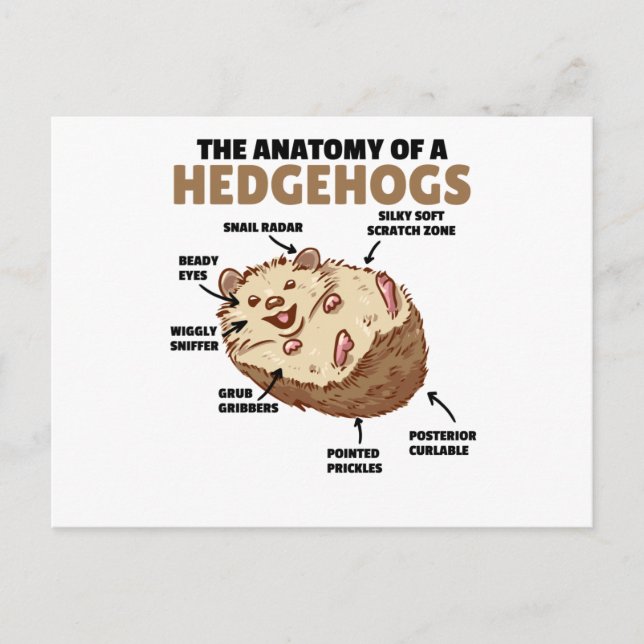 Postal Cute Hedgehog Explicación Anatomía De Un Hedgeogs (Anverso)
