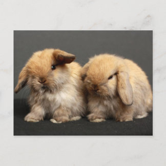 Postal Cute Holland Lop Kits