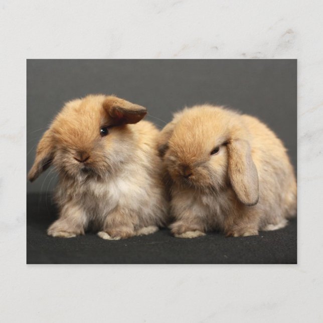 Postal Cute Holland Lop Kits (Anverso)