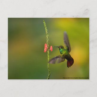Postal Cute Hummingbird y Flor, vida silvestre Costa Rica