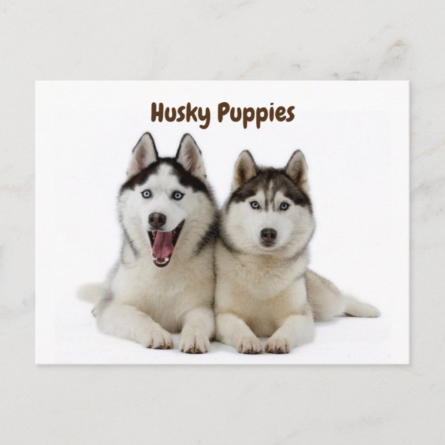 Postal Cute Husky Puppies (Anverso)