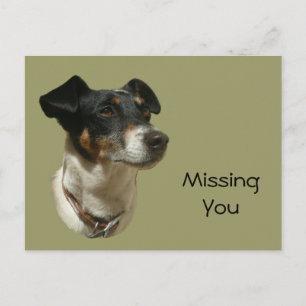 Postal Cute Jack Russell Dog