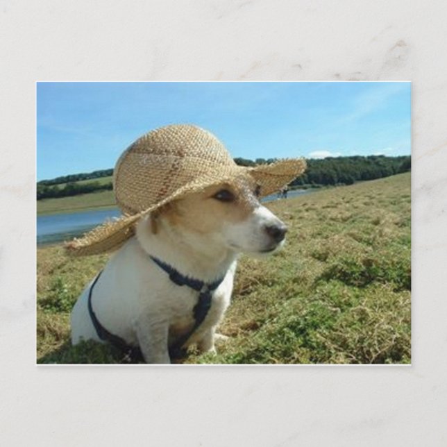 Postal Cute Jack Russell usando un gorra solar en el camp (Anverso)