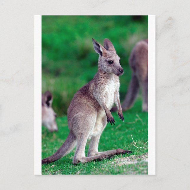 Postal Cute joey baby Kangaroo (Anverso)