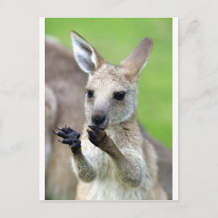 Postal Cute joey kangaroo