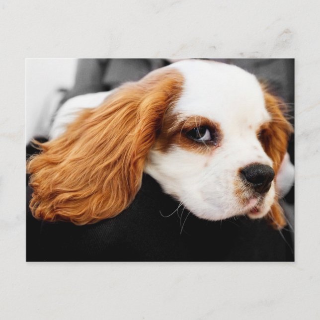 Postal Cute King Charles Spaniel (Anverso)