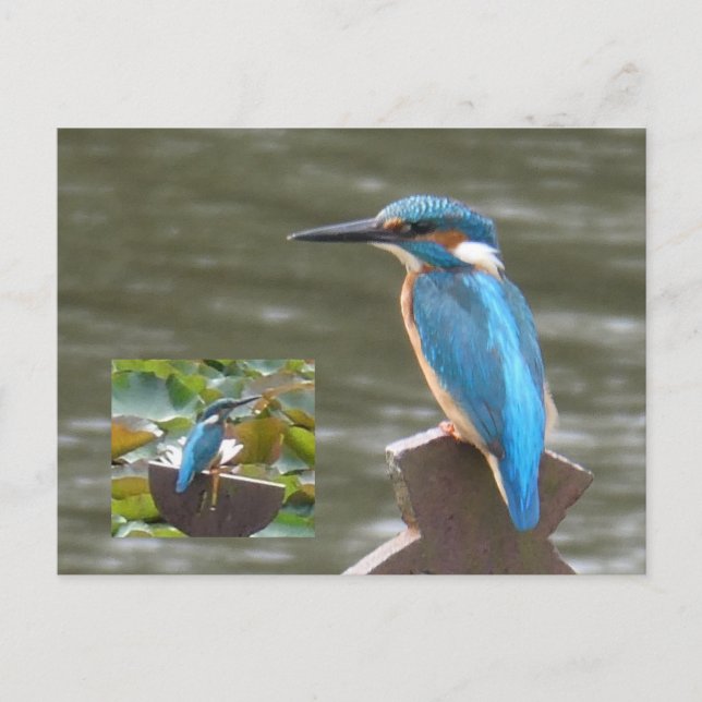 Postal Cute Kingfishers DIY Postcard (Anverso)