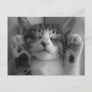 Postal Cute Kitten