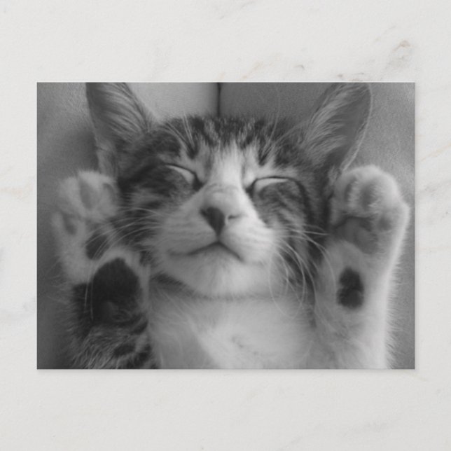 Postal Cute Kitten (Anverso)