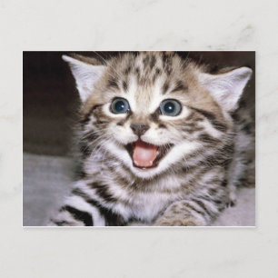 Postal Cute Kitten