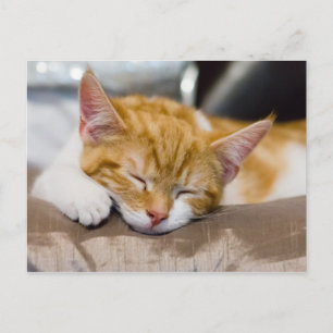 Postal Cute Kitten