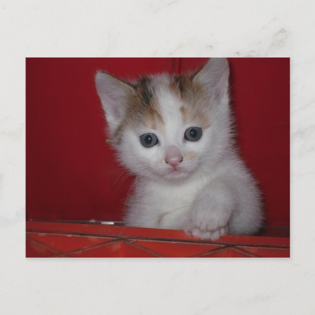 Postal Cute Kitten (Anverso)