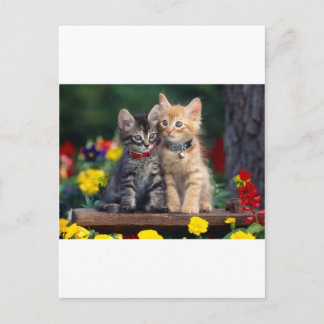 Postal Cute-Kitten