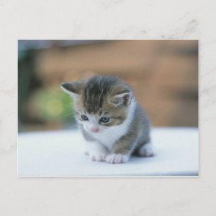 Postal Cute Kitten
