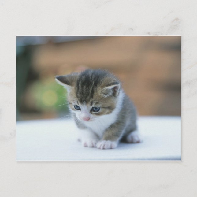 Postal Cute Kitten (Anverso)