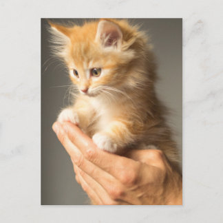 Postal Cute Kitten en las manos