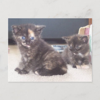 Postal Cute Kittens