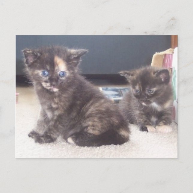 Postal Cute Kittens (Anverso)