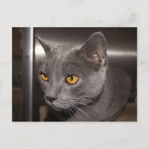 Postal Cute Kitty