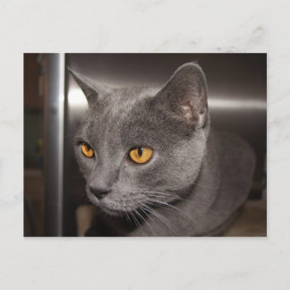 Postal Cute Kitty
