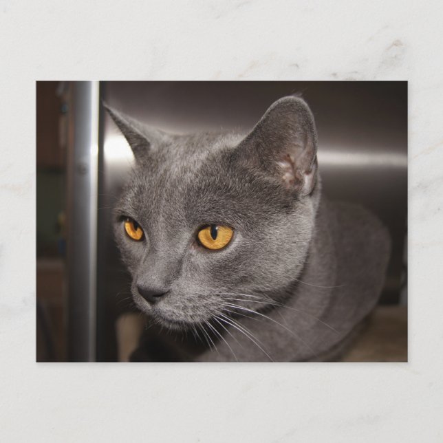 Postal Cute Kitty (Anverso)