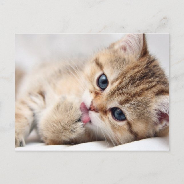 POSTAL CUTE KITTY (Anverso)