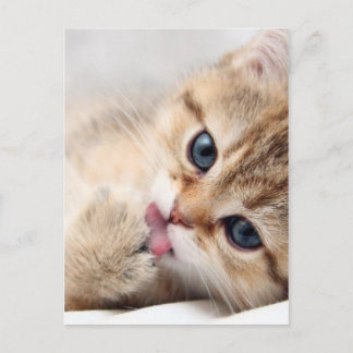 POSTAL CUTE KITTY