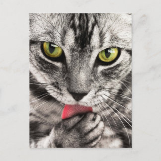 Postal Cute Kitty
