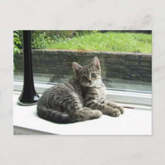 Postal Cute Kitty