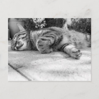 Postal Cute Kitty