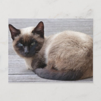Postal Cute Kitty