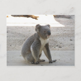 Postal Cute Koala