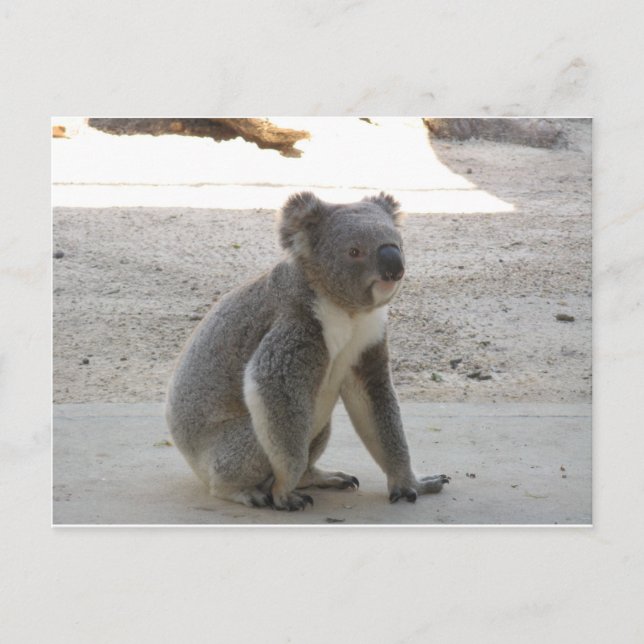 Postal Cute Koala (Anverso)