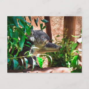 Postal Cute Koala