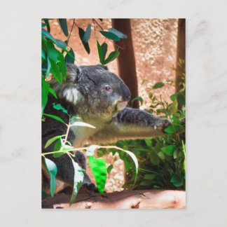 Postal Cute Koala