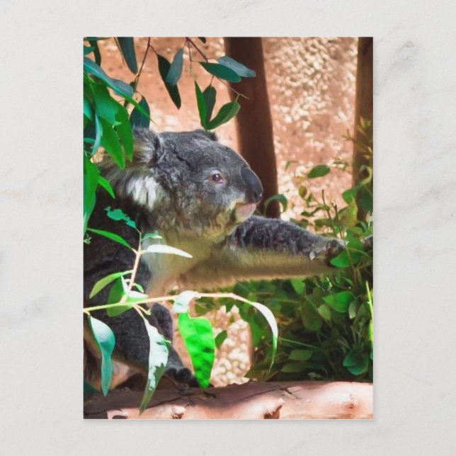 Postal Cute Koala (Anverso)