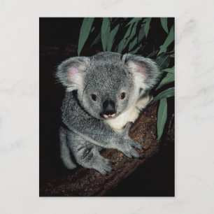 Postal Cute Koala Bear