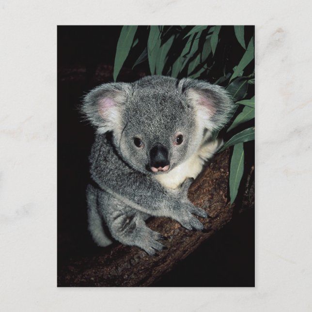 Postal Cute Koala Bear (Anverso)