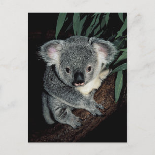 Postal Cute Koala Bear