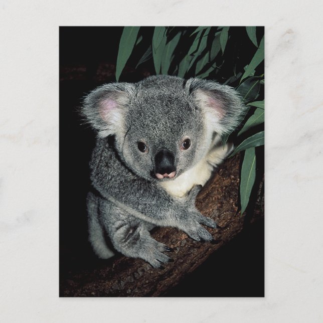Postal Cute Koala Bear (Anverso)