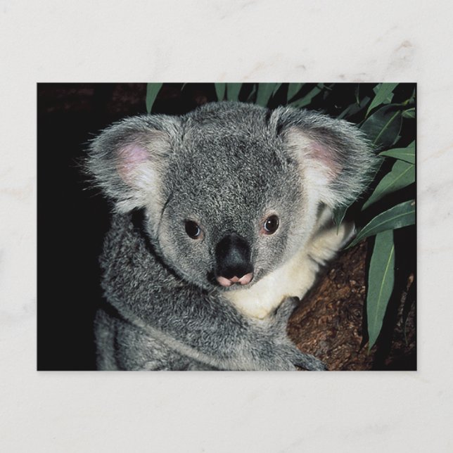 Postal Cute Koala Bear (Anverso)