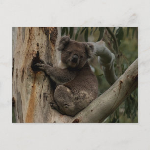Postal Cute Koala en un árbol Australia