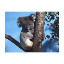 Cute Koala en un árbol con fondo azul