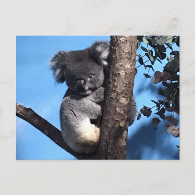 Postal Cute Koala en un árbol con fondo azul (Anverso)