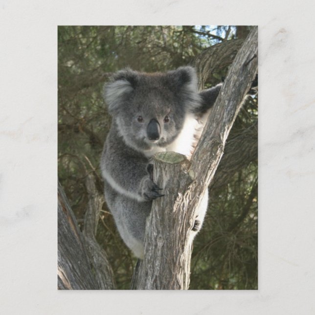 Postal Cute Koala trepando un árbol (Anverso)
