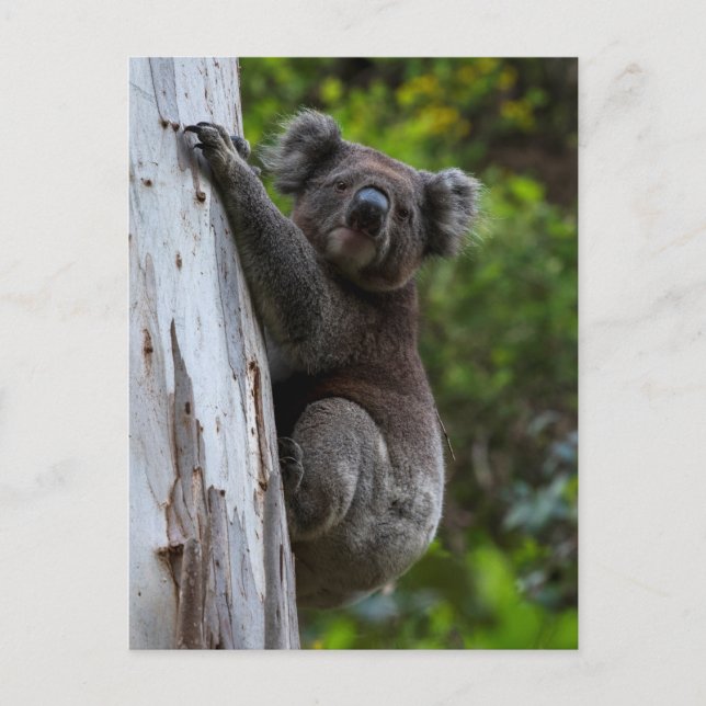 Postal Cute Koala trepando un árbol Australia Postcard (Anverso)