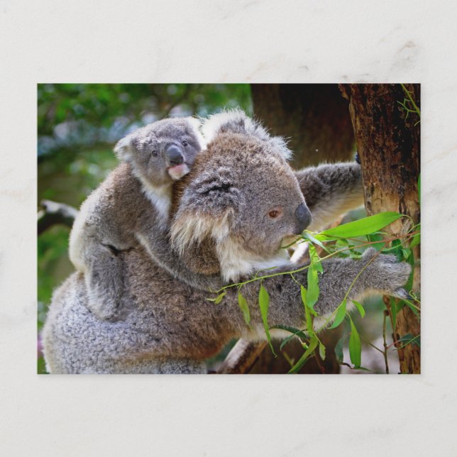 Postal Cute Koalas (Anverso)