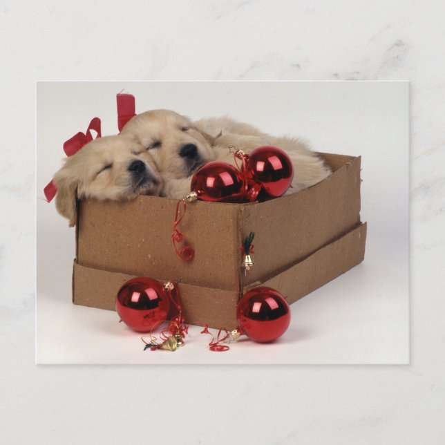 Postal Cute Labrador cachorros con baubles de x mas (Anverso)